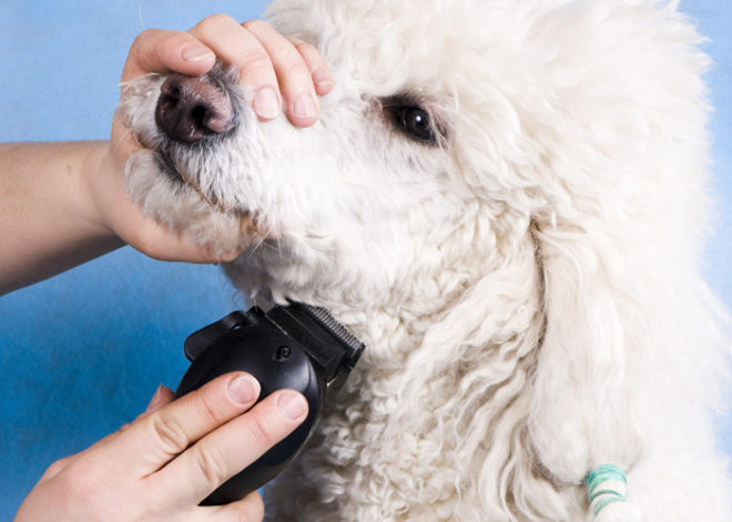 Peluqueria-canina_servizi_tosatura