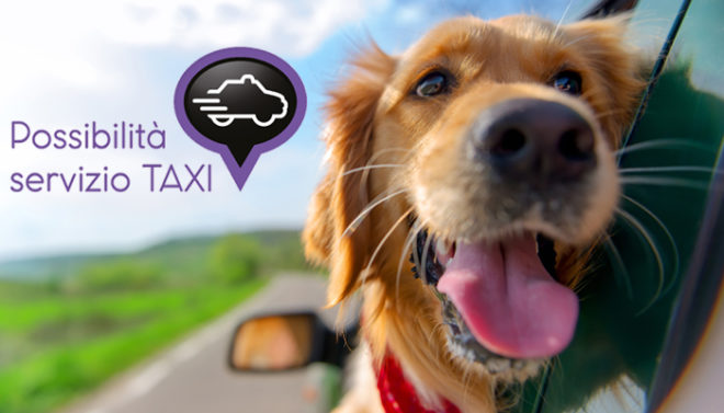 Peluqueria-canina_servizio-taxi