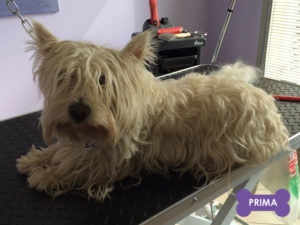 Peluqueria-Canina_stripping-westy-prima